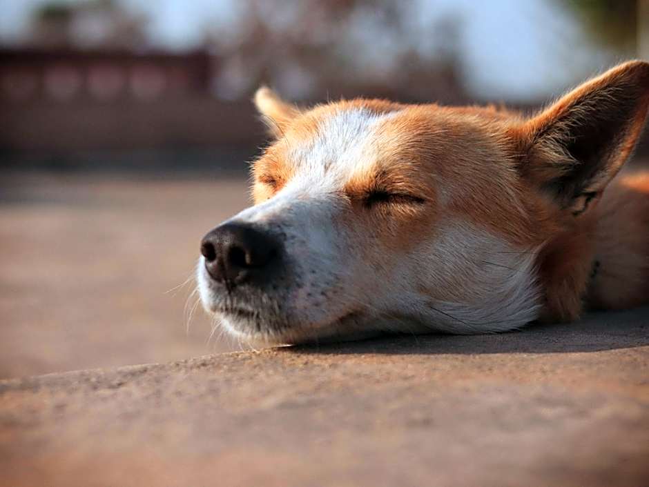 The Greyhound, Hackforth Near Bedale