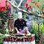 Alam Ubud Culture Villas And Residences