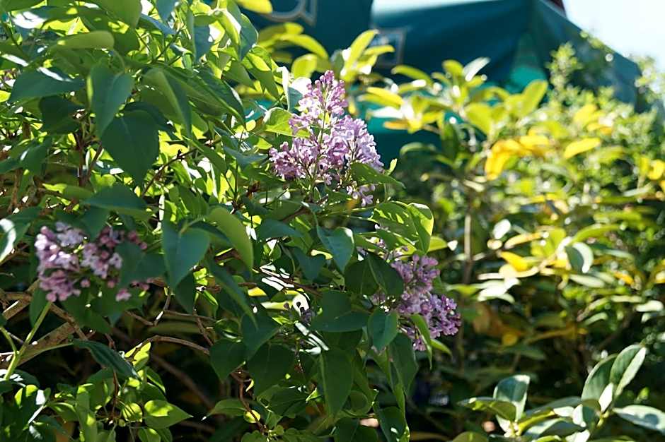 Hotel Forsthaus St. Hubertus