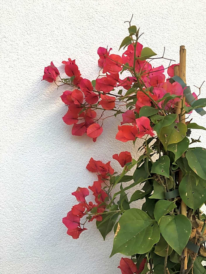 Cardeal Suites & Apartments