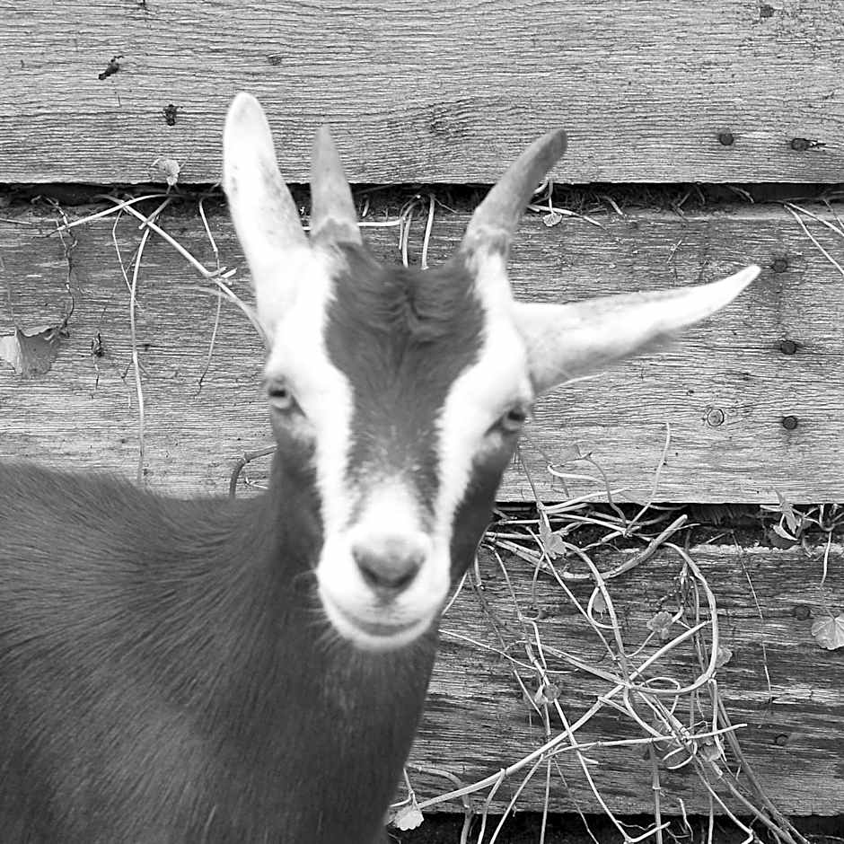 Appartements und Ferienhaus Gasthof Kanzlersgrund