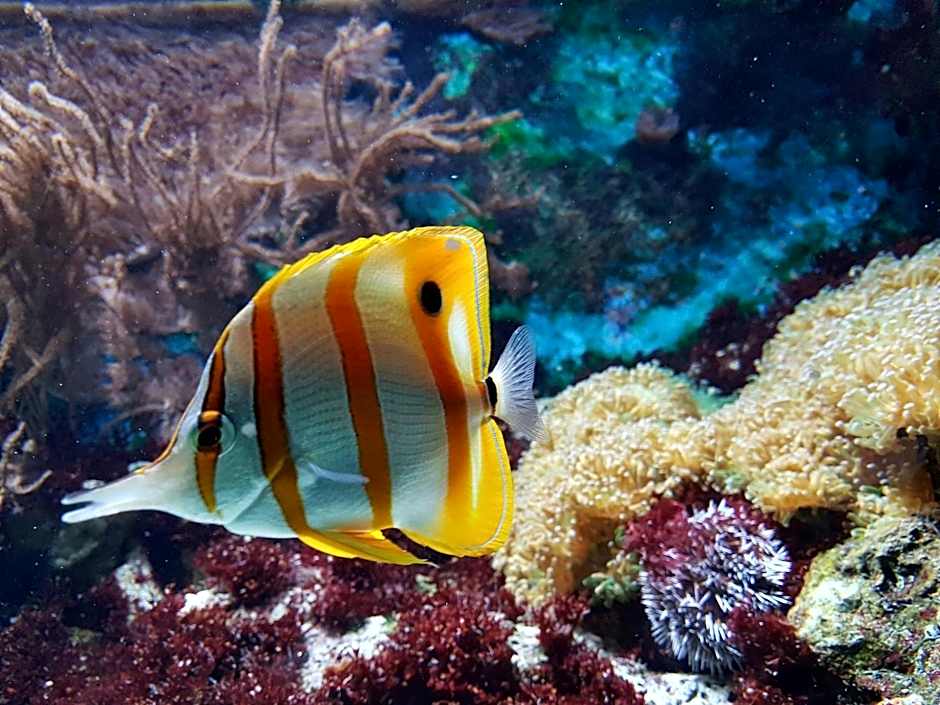 Holiday Inn Express Hotel & Suites Solana Beach-Del Mar By IHG