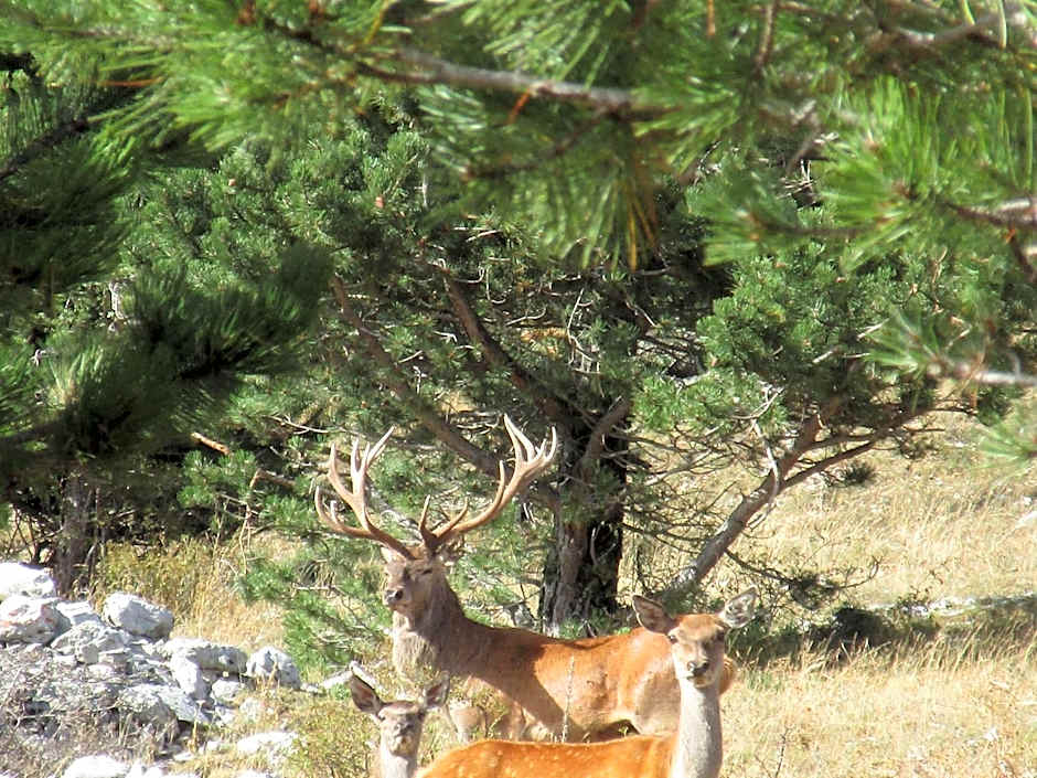 Hotel Garnì Mille Pini