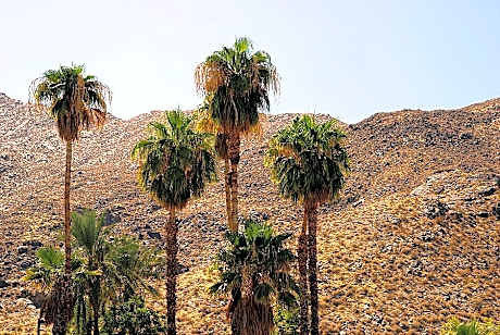 Tuscany Manor Resort Palm Spring - Clothing Optional - Adults Only