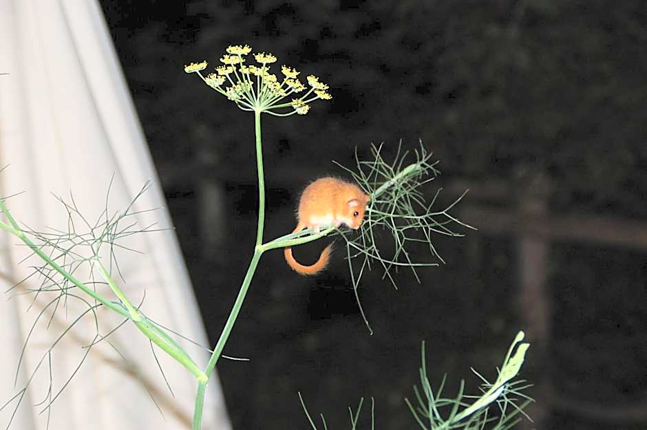 Rifugio Casello Margherita