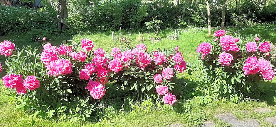 Hostel Mamas & Papas