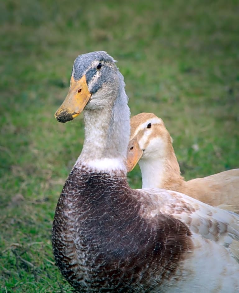 Dartmoor Reach Alpaca Farm