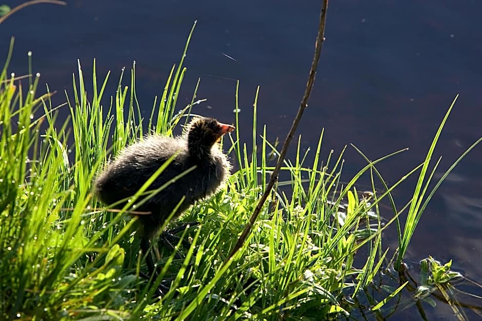 ibis Mulhouse Centre Filature