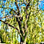 Orchard Queen Motel & Rv Park