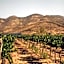 The Pangea Valle de Guadalupe