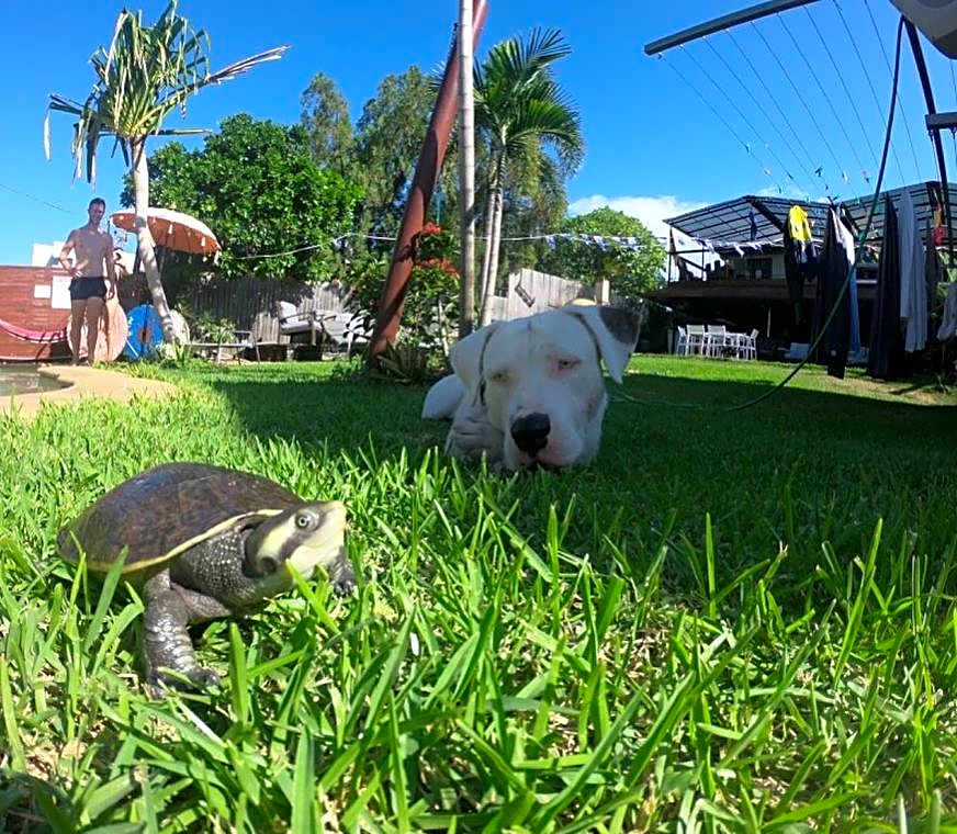 Gladstone Backpackers