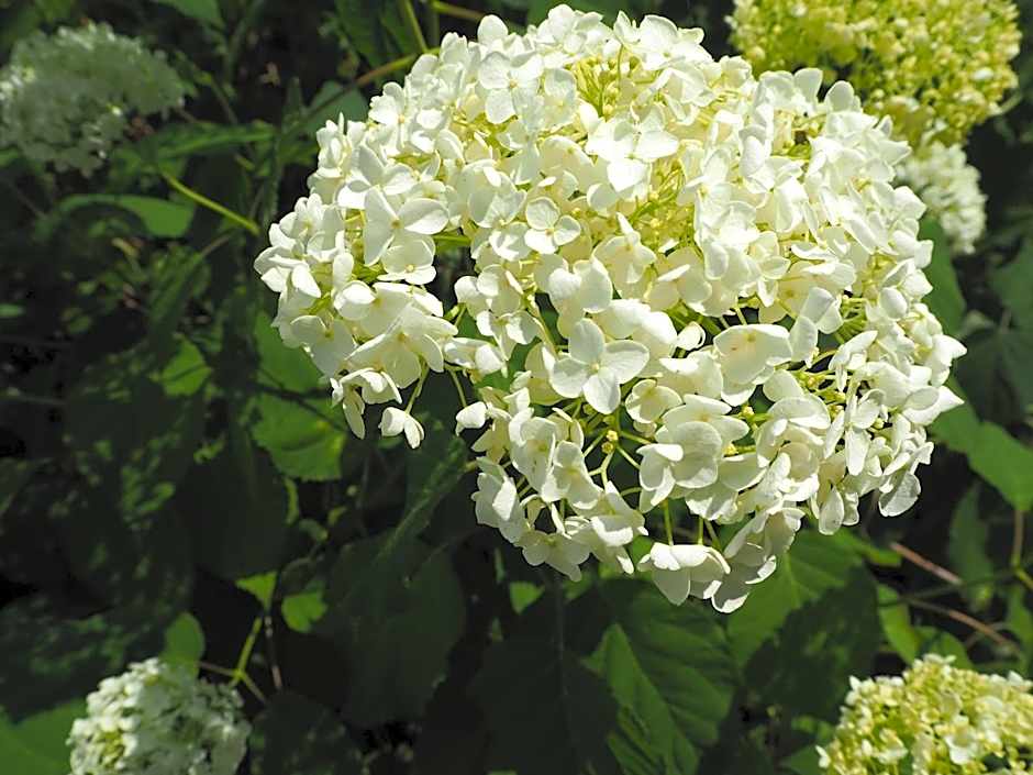 Woodfield Manor - A Sundance Vacations Property