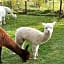 Dartmoor Reach Alpaca Farm
