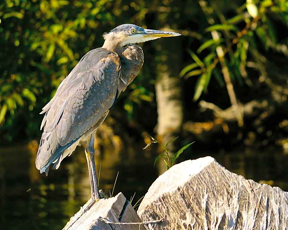 Holiday Inn Express Klamath Redwood Ntl Pk Area By IHG