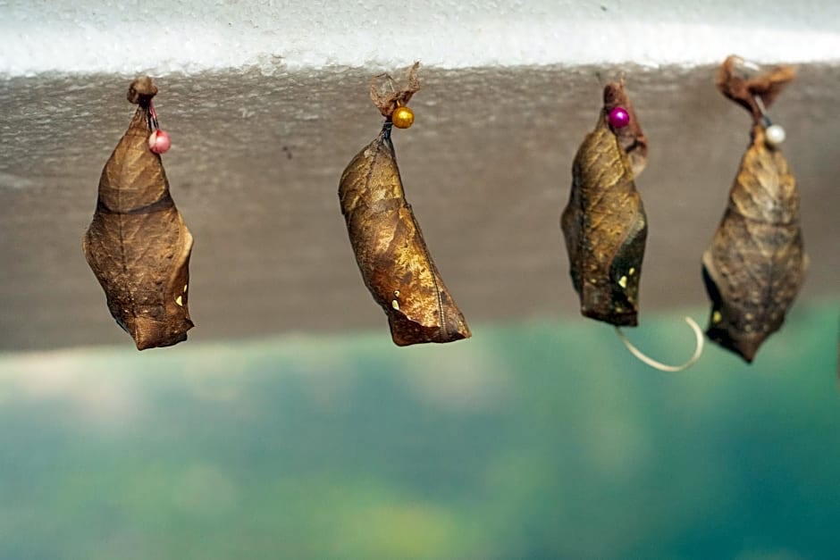Paraiso Volcano Lodge