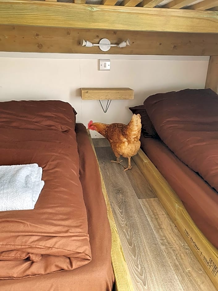 Dartmoor Reach Alpaca Farm