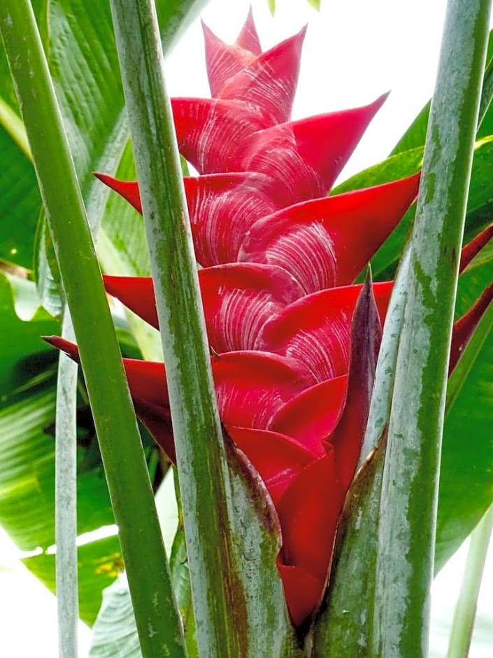 Bali Mountain Retreat