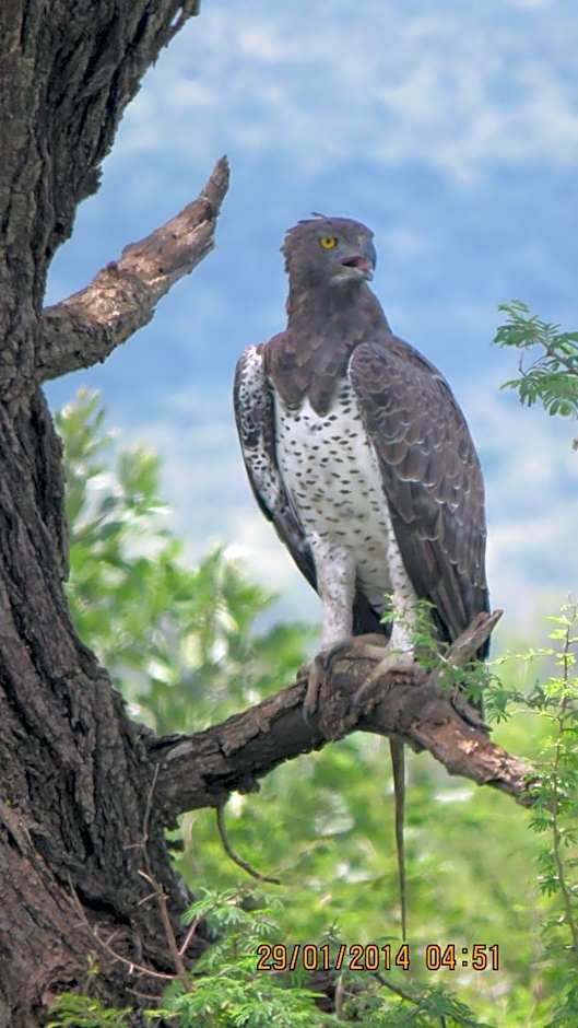 Foxy Crocodile Bush Lodge & Kruger Safaris