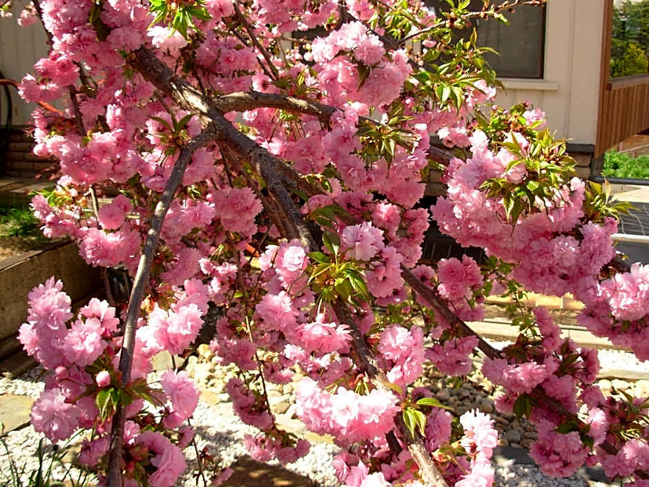 Bathurst Heights B&B