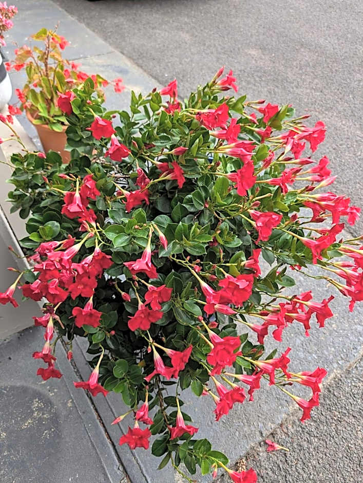 Morwell Parkside Motel