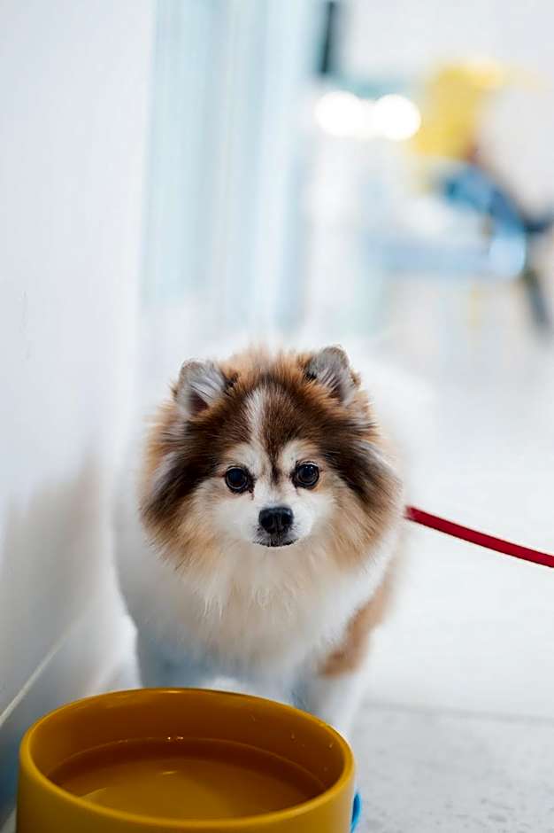 Wild Palms Hotel, part of JdV by Hyatt