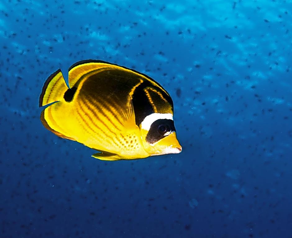 Gecko Nature Lodge Home of Swahili Divers the BEST dive center and Famous Gecko Restaurant