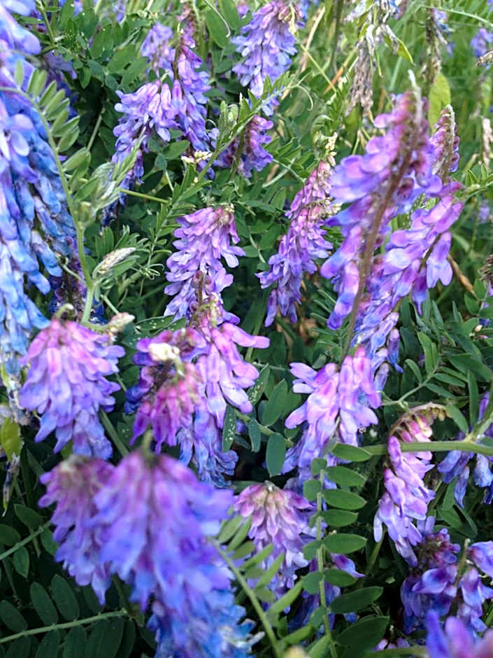 Landhotel zum Honigdieb