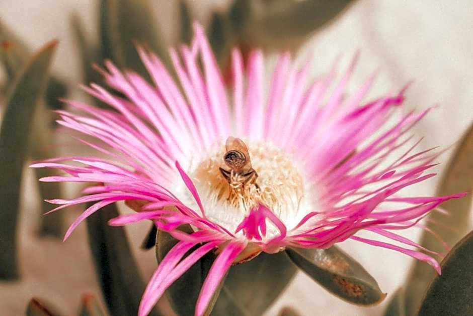 Pousada Solar dos Lírios - Praia do Rosa