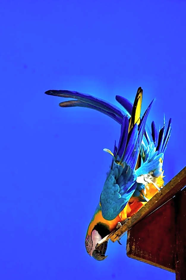 Mangabeiras - Casa de Hóspedes