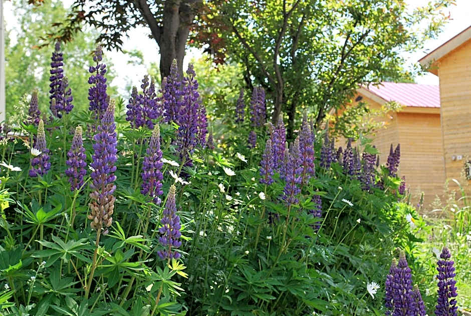 Auberge Ninguruforet
