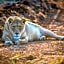African Hills Safari Lodge & Spa