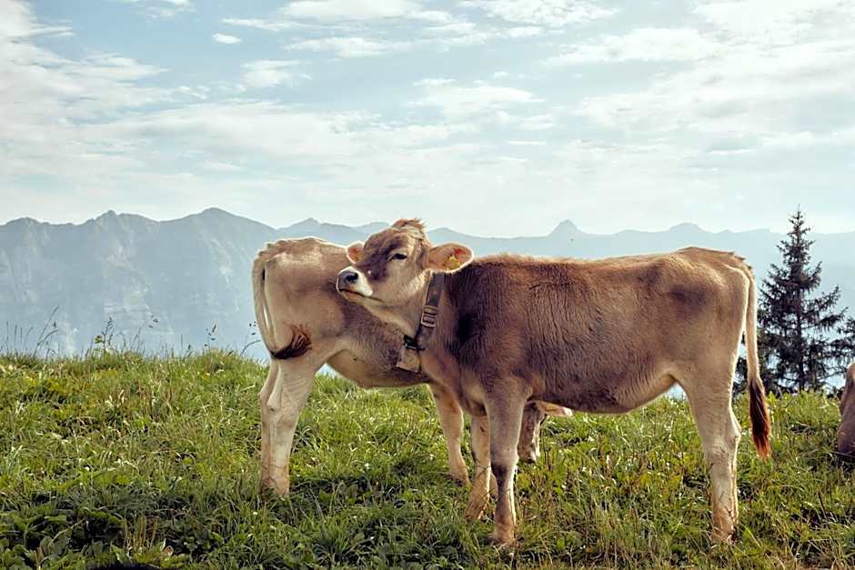 Hirschen - Fine Hotel, Restaurant & Spa