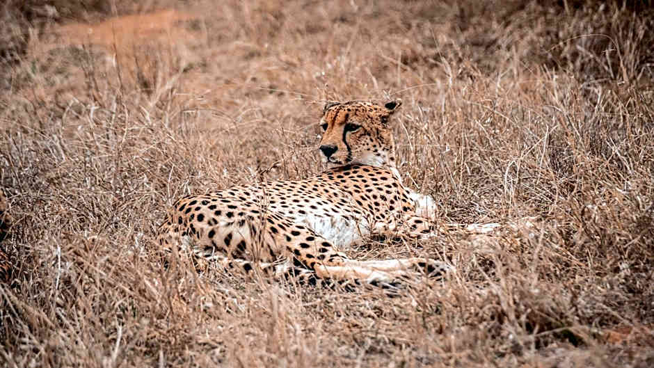 Tshukudu Game Lodge