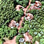 Alma do Pico - Nature Residence