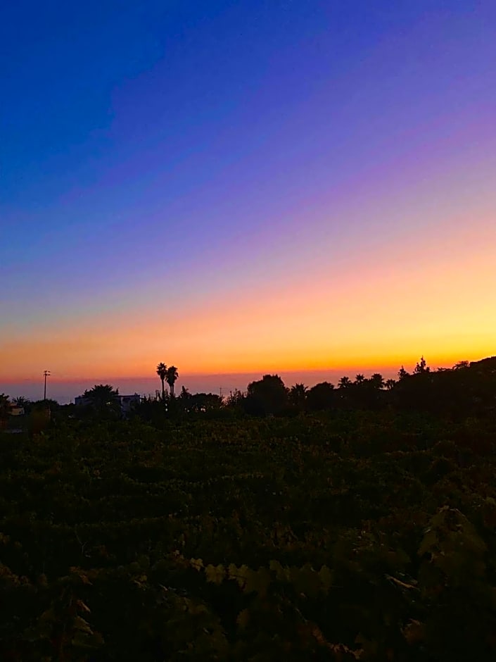 Il Vitigno di Dioniso