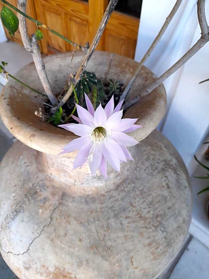 Siroco's Rooms And Studios