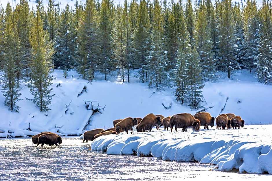 Gray Wolf Inn & Suites