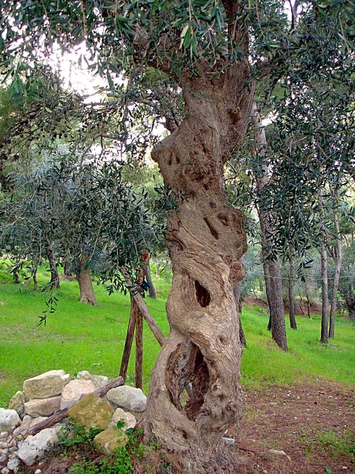 Baia Degli Aranci Suite & Apartments