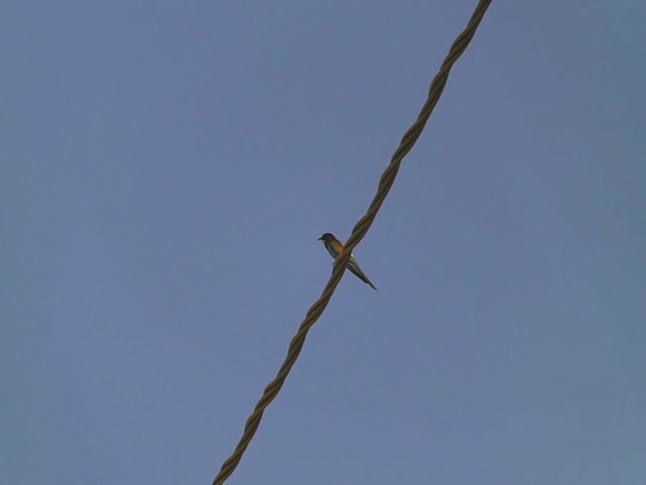 Piccolo Gesto d'Affetto