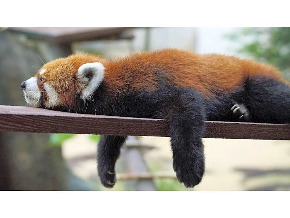 Yamashiro Onsen Yuzankaku - Vacation STAY 86430v