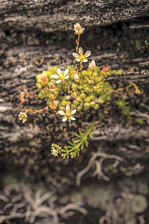Alpin Residenz Dachsteinperle