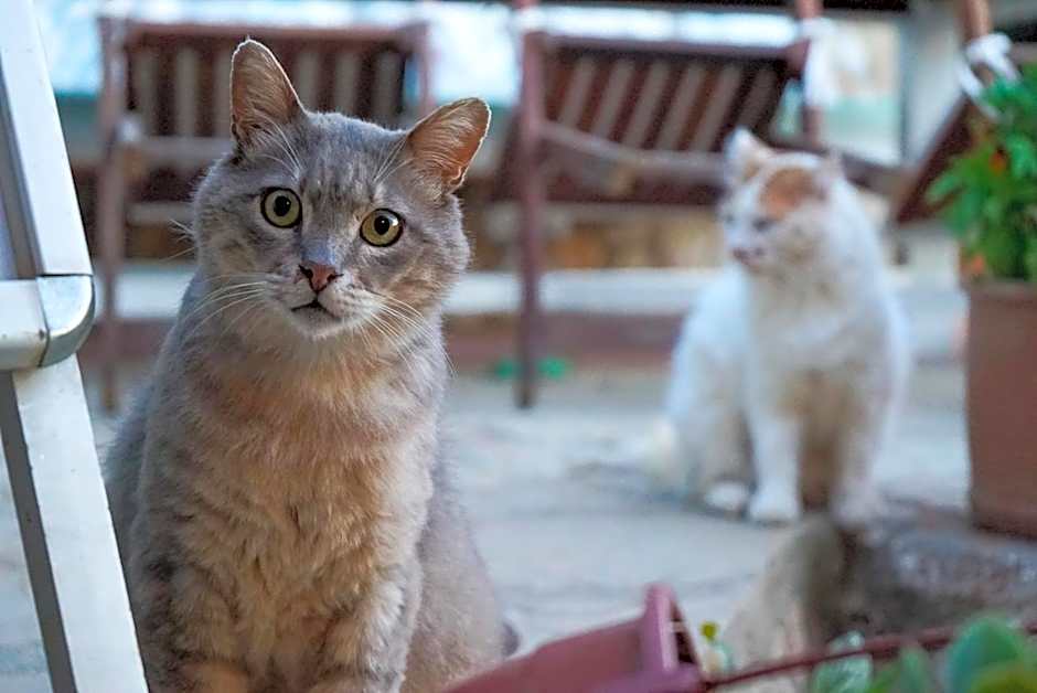 Şato Triopia Butik Otel