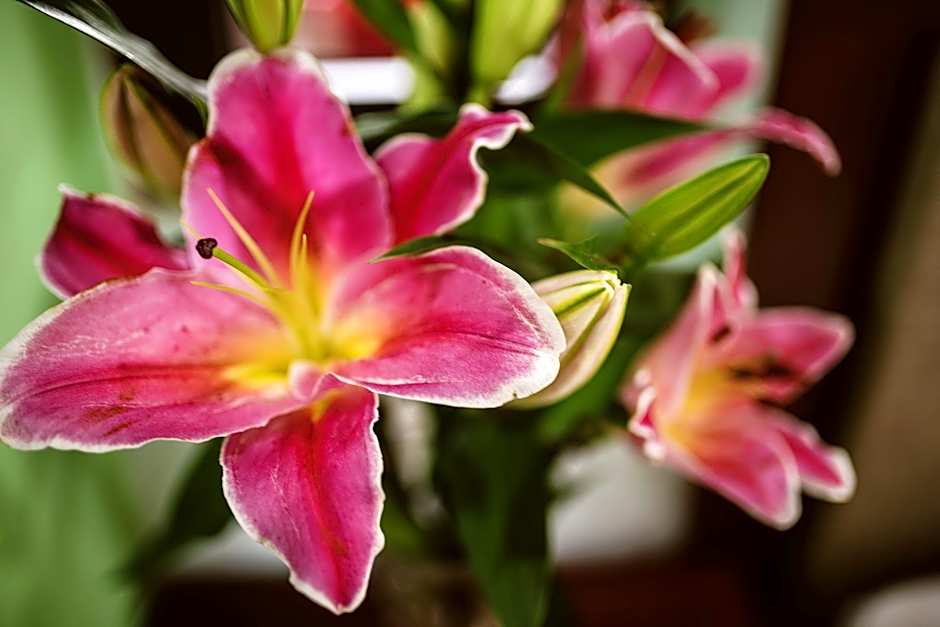 Tue Tam Garden Villa