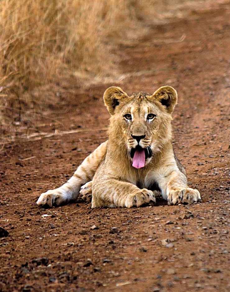 Leopard Mountain Safari Lodge