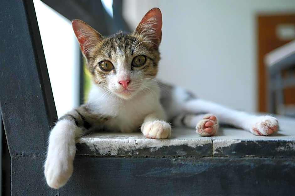 Farm House kohyaoyai