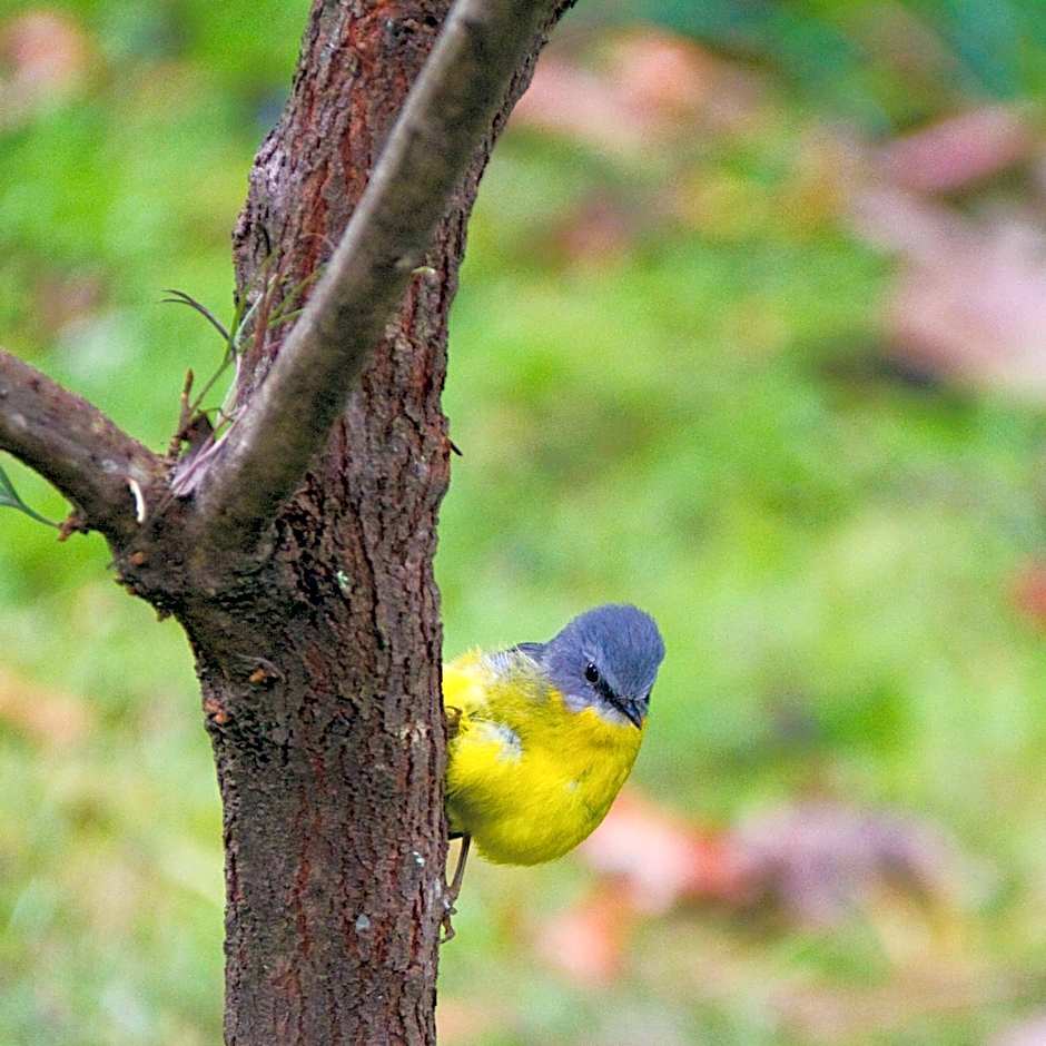 Mt Glorious Getaways