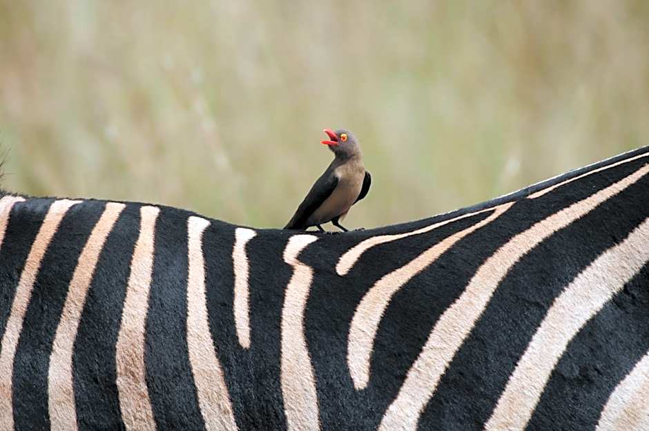 Morokolo Safari Lodge Self-catering