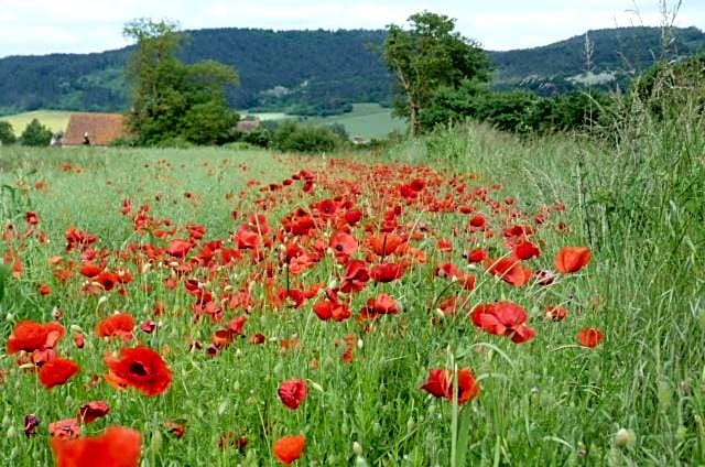 Le Repos Coquelicot