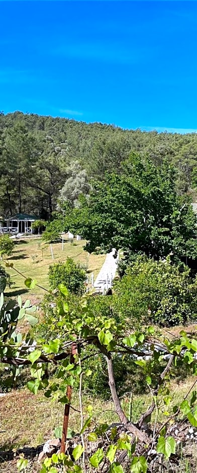 Olympos Angels Garden