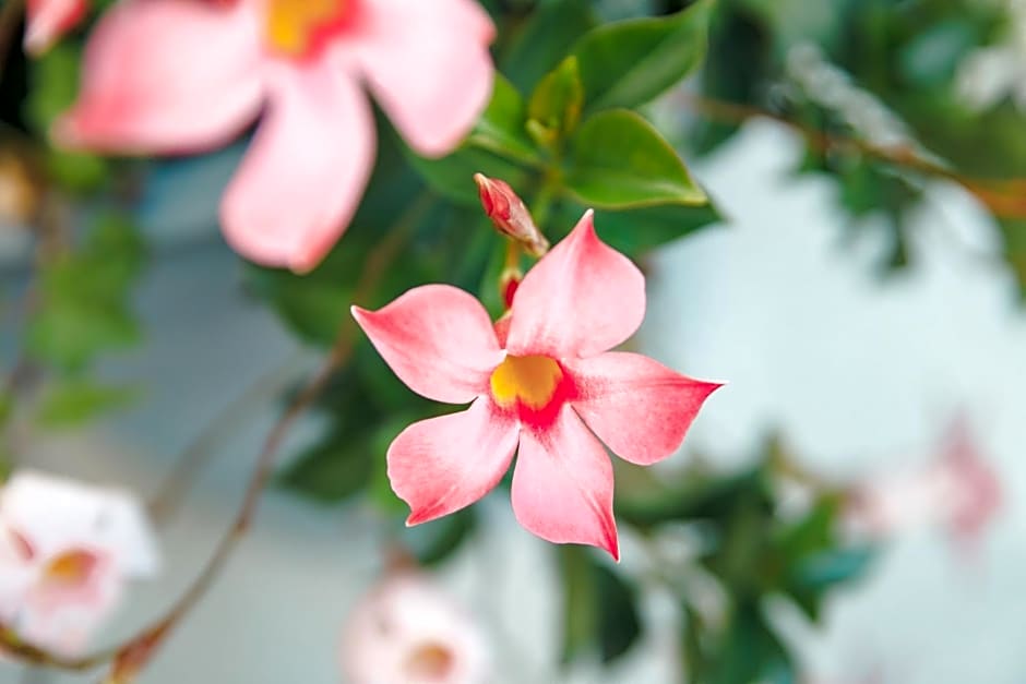 B&B AL VECCHIO CARPINO